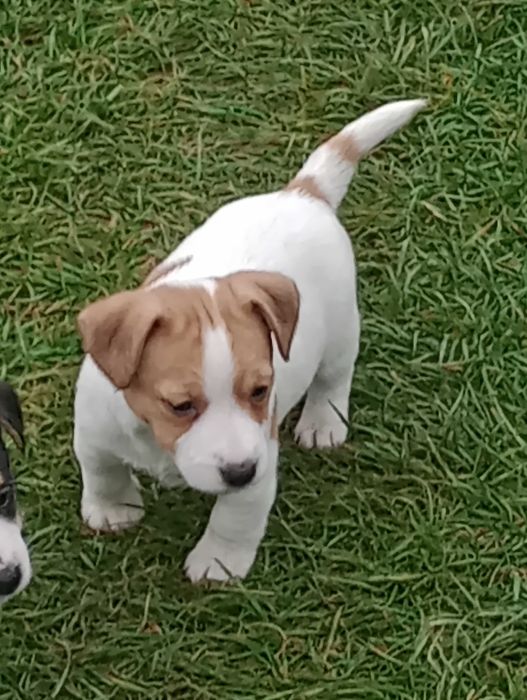 Piesek rasy Jacek Russell terrier z metryką ZKwP do rezerwacji