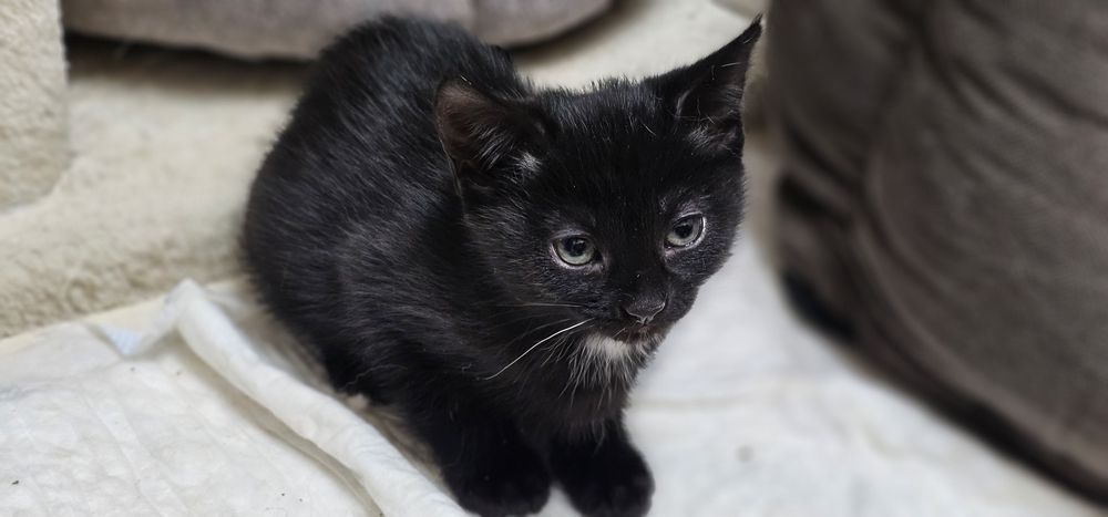 Віддамо кошеня в добрі руки 2-х місячне