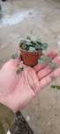 Ceropegia woodii w doniczce 6 cm – urocza serduszkowa, sukulent