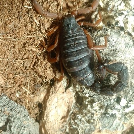 Parabuthus Villosus "Oranje" skorpion samica l5