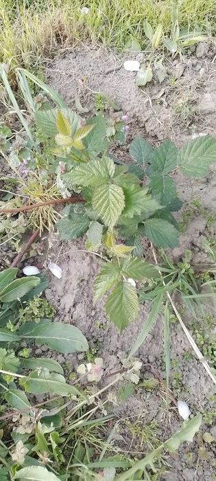 Jeżyna bezkolcowa Black Satin 3 letnia