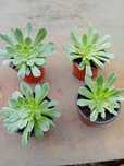Flores suculentas aeonium lindas