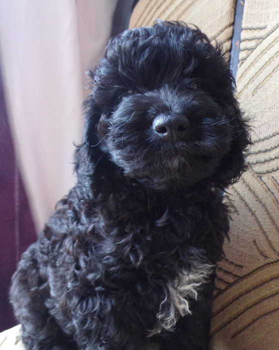 Pudel F1b, piesek, mini, tata pudel biało/ czarny, FCI, badania