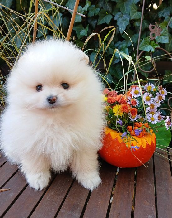 Piękna suczka, docelowo ok. 20 cm, info instagram