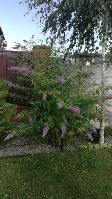 Продам Будлея Давида