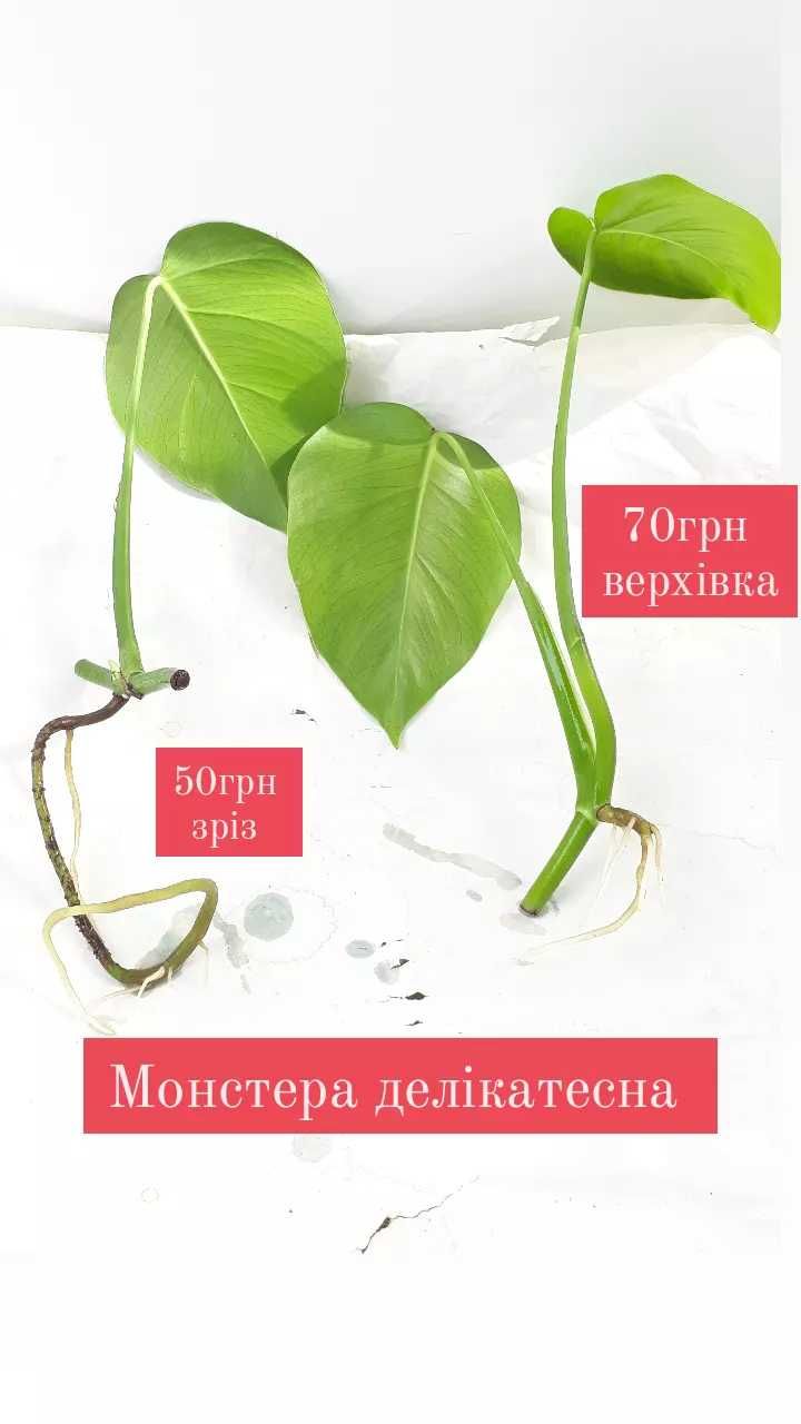 Від 30грн монстера monstera deliciosa та Боргиза зріз верхівка