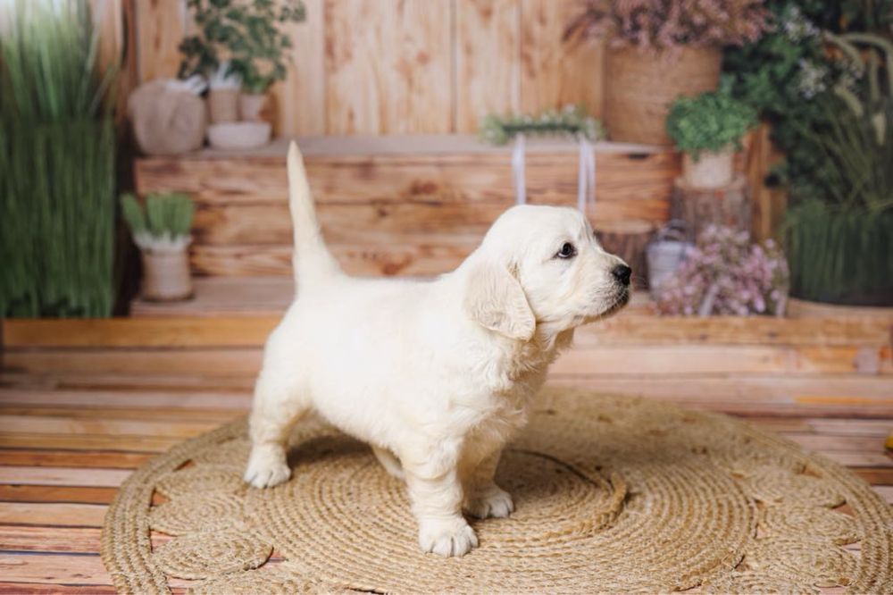 Piesek Golden Retriever FCI ZKwP