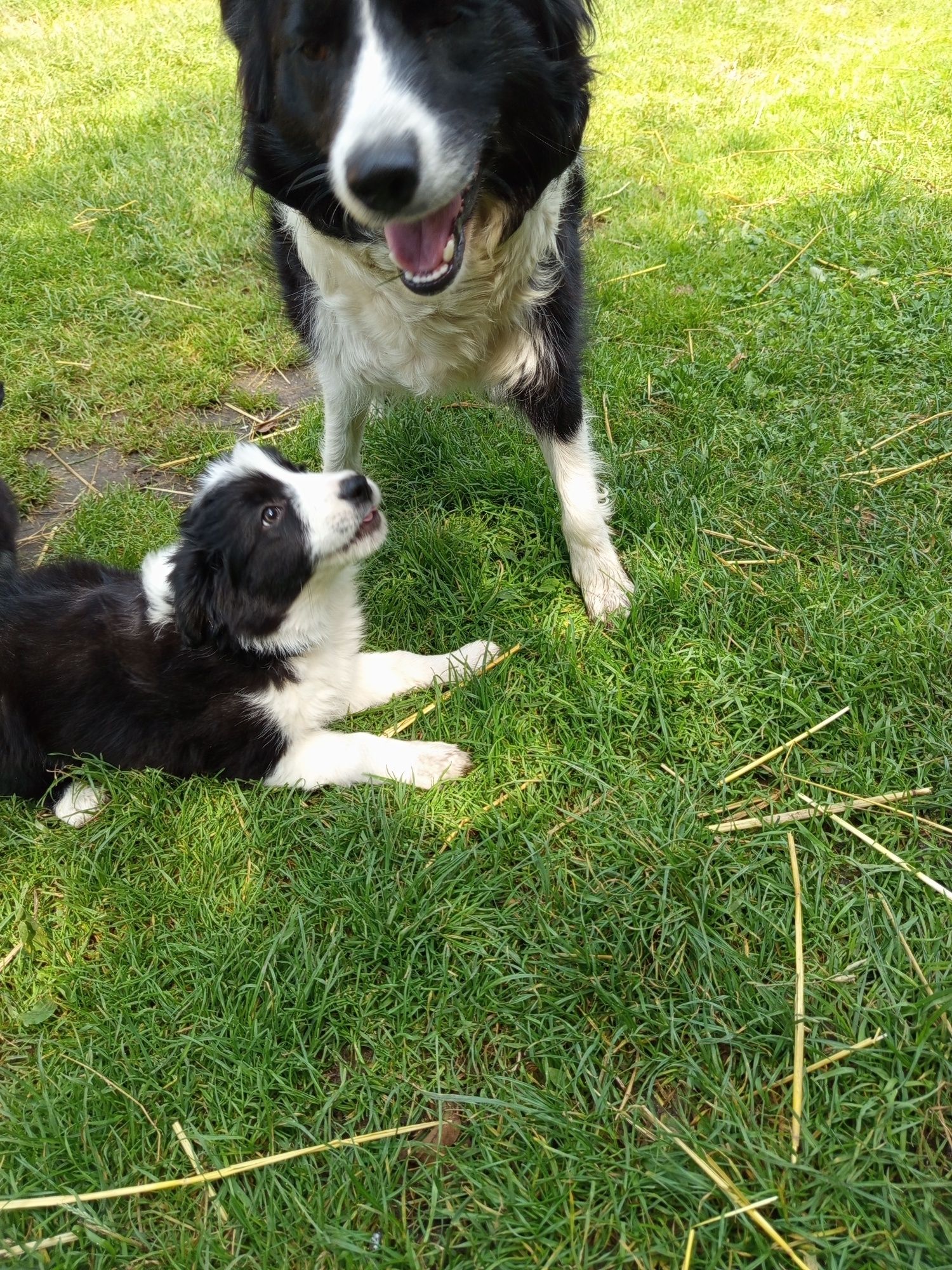 Pies  Border Collie