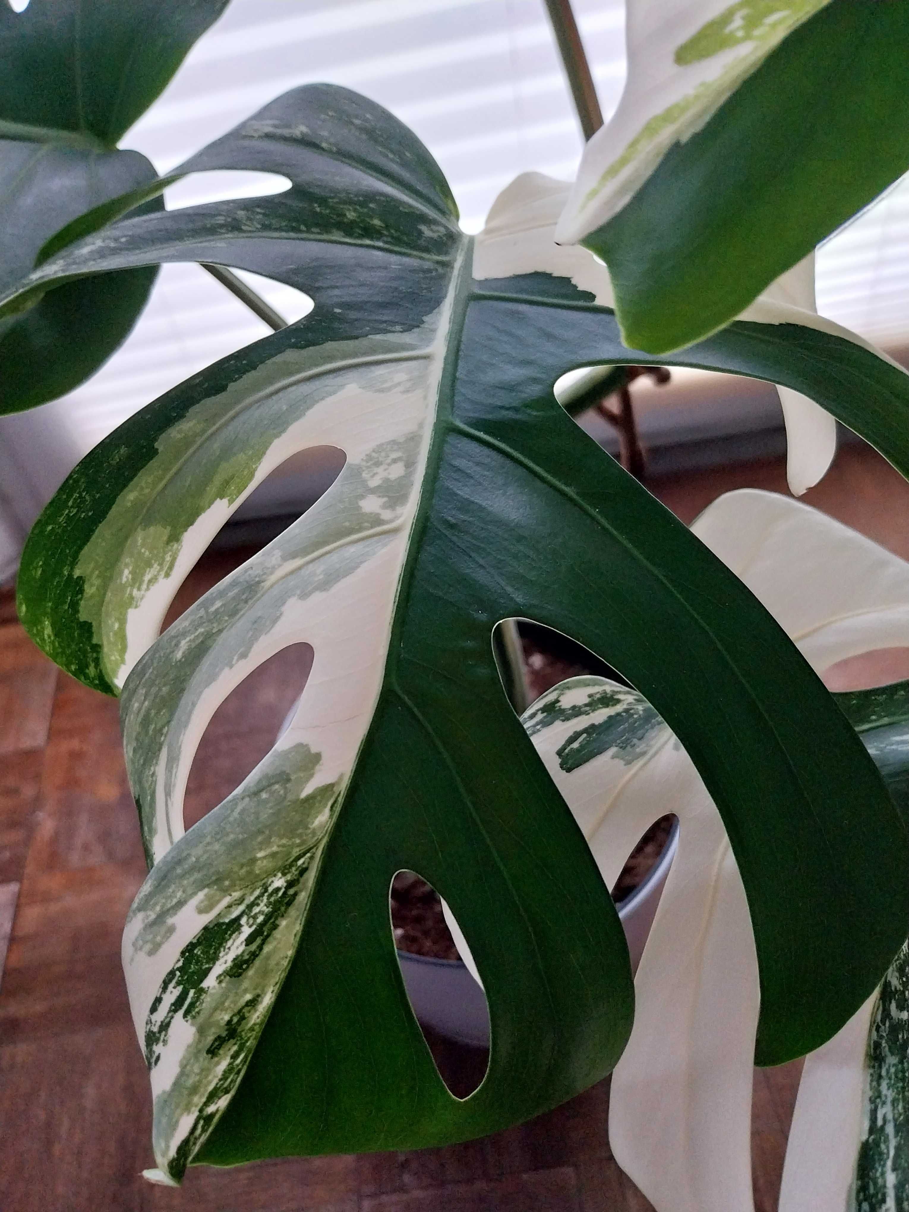 Monstera variegata deliciosa dziurawa 11 liści