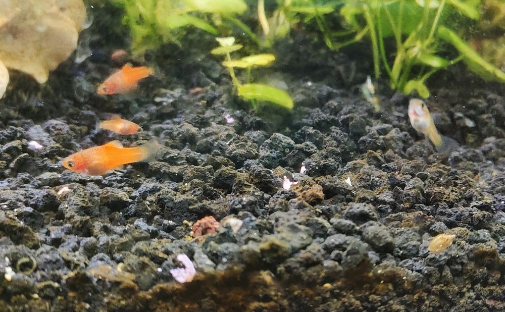 Platka - ryba myszka Mickey