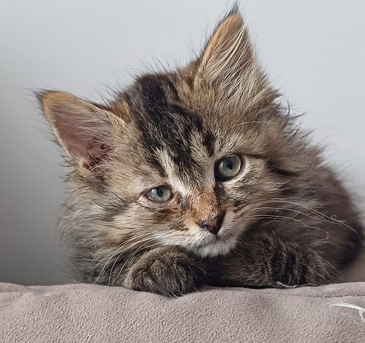 Кошенятка-безкоштовно