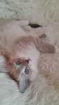 Kotki rasy Ragdoll
