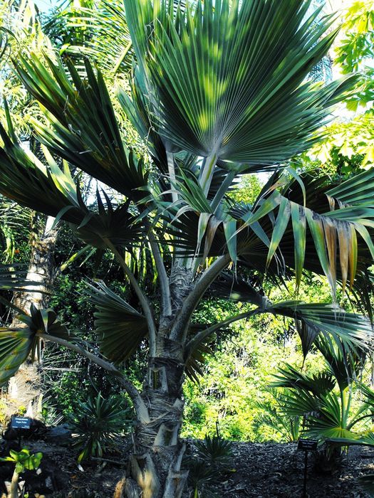 Rara Palmeira do Havaí, Lo'ulu Lelo ou Pritchardia hillebrandii