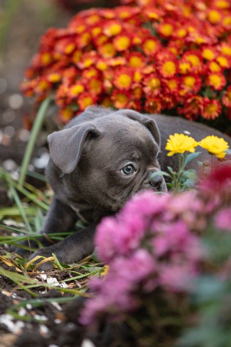 Блакитна дівчинка французький бульдог