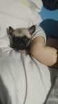 Pug calin femea lindissima