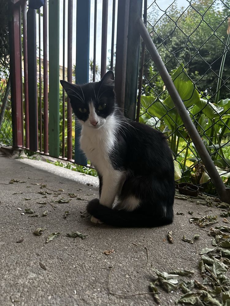 4 gatas fêmeas com 2 anos e meio para ADOÇÃO !!!