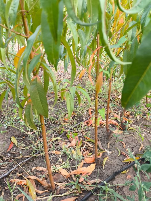 Продам саженцы Персика