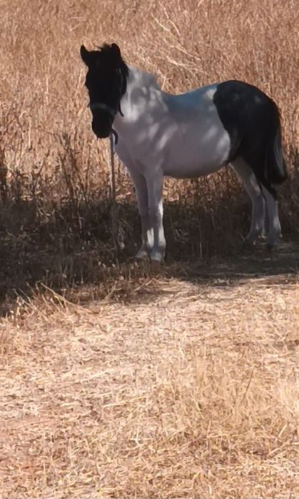 Vendo ponei bem maso