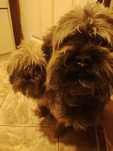 Oddam w dobre ręce samca Shorkie-Tzu i suczkę Shit-Tzu