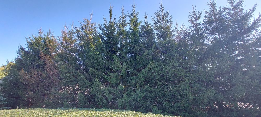 Choinki, świerk drzewka