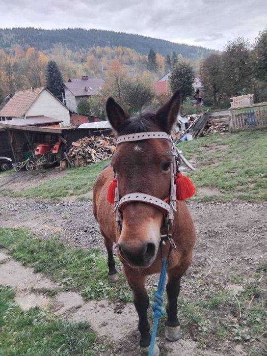 Sprzedam klacz bez pp