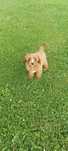 Cavapoo śliczny  piesek