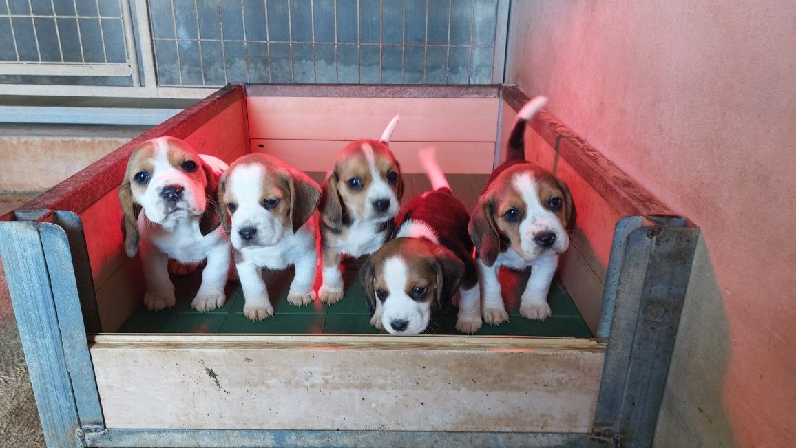 Cachorro Beagle top