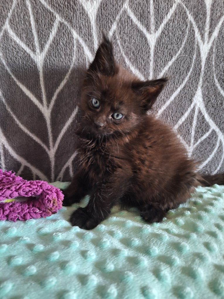 Maine Coon kocurek