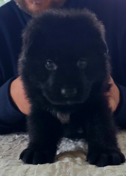 Owczarek niemiecki szczenię FCI czarne i podpalane