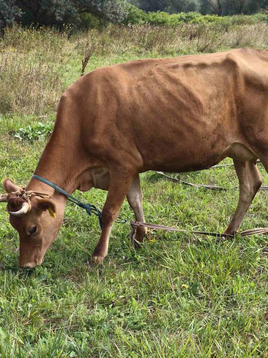 Корова джерси после первого отёла