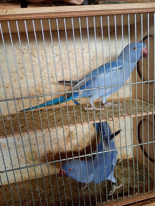 Aleksandretty fiolety