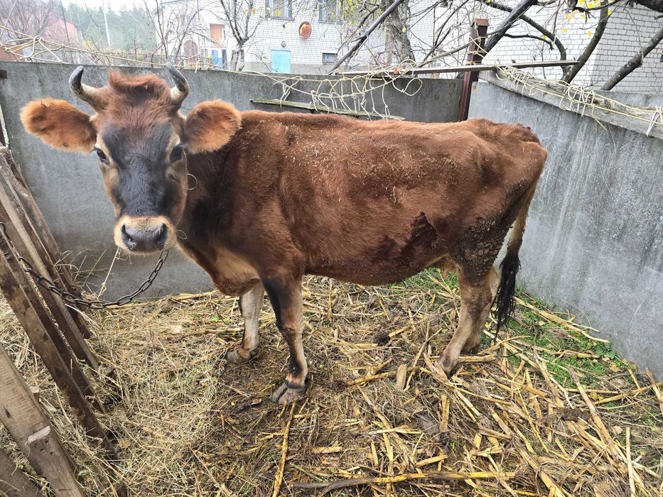 корова первістка Джерсі