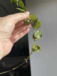Hoya krohniana eskimo