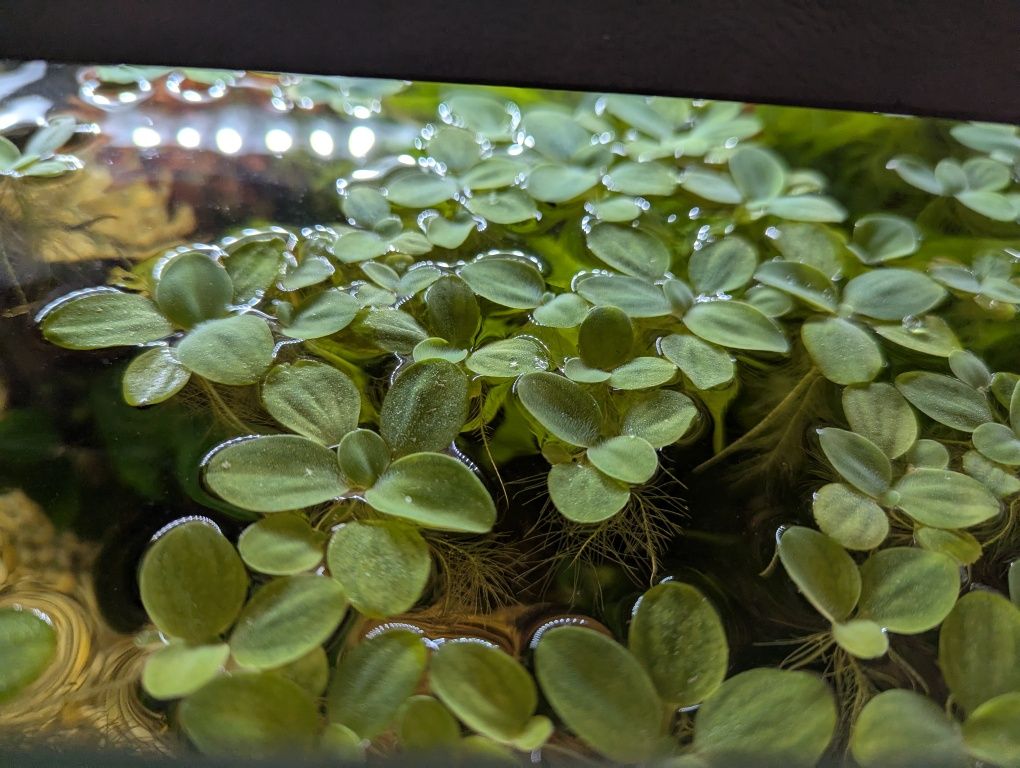Salvinia natans 20szt
