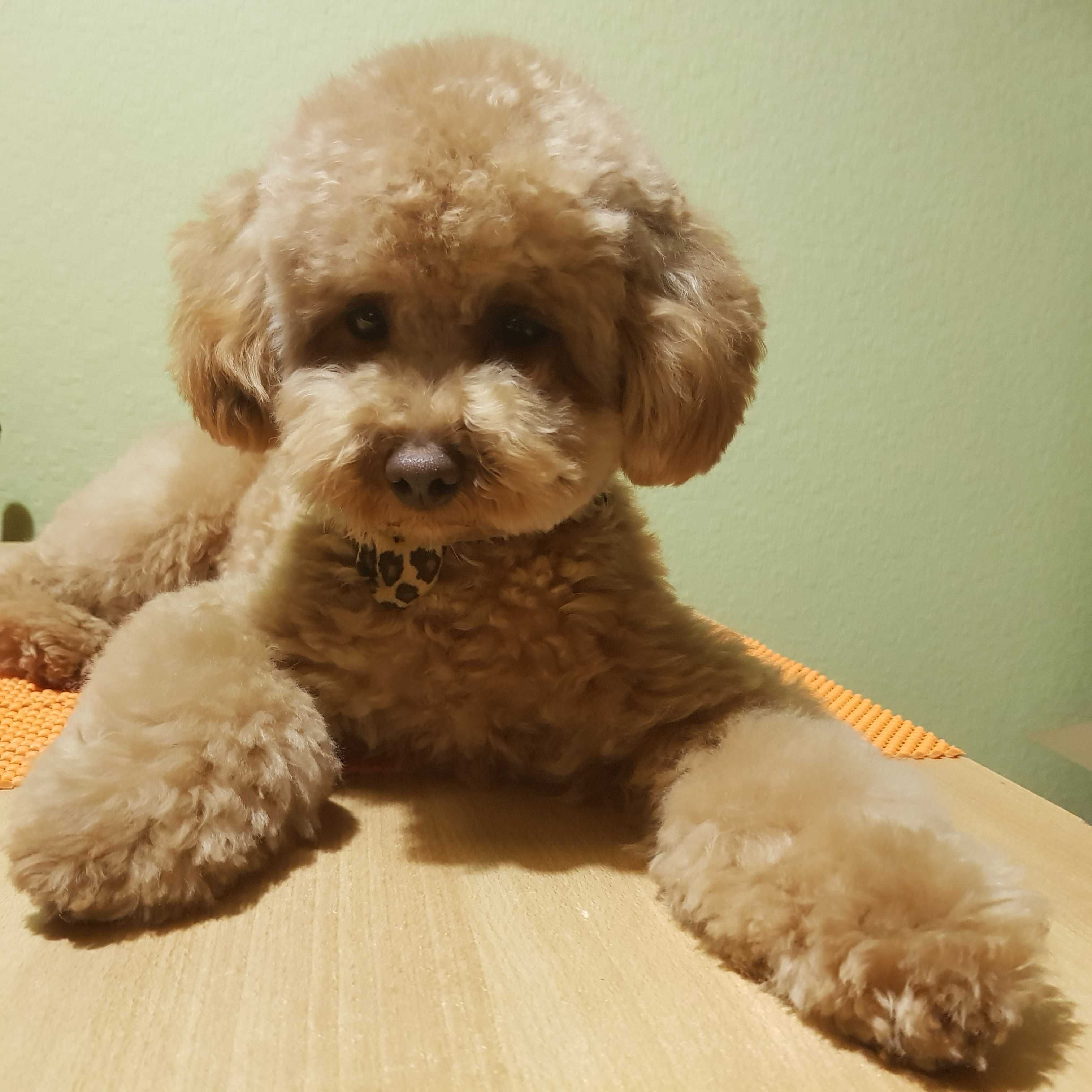 В'язка той пуделя toy poodle