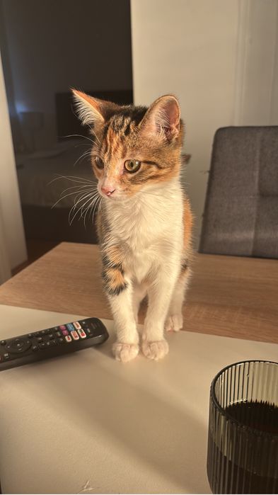 Gata 7 meses muito docil