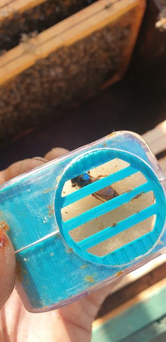 Opieka nad pszczołami. Pszczoły, odkłady, miód. Rodziny pszczele. .