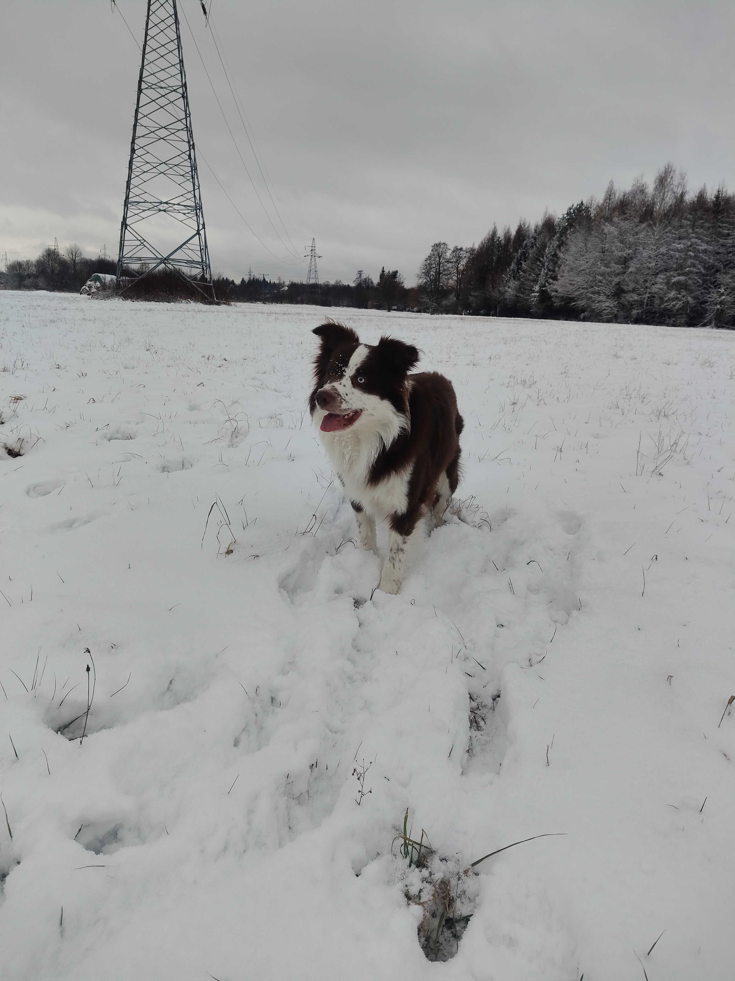 Border Collie Reproduktor