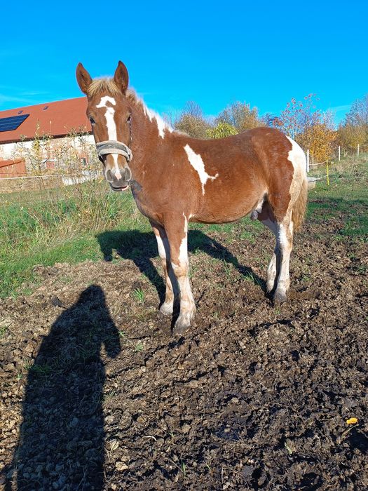 Srokaty źrebak typ pogrubiony