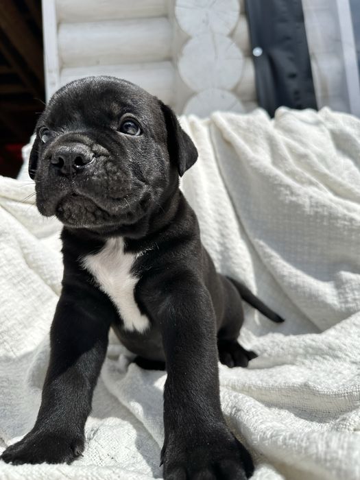 Чорний красунчик Альфред, 1,5 місяця. Кане-Корсо