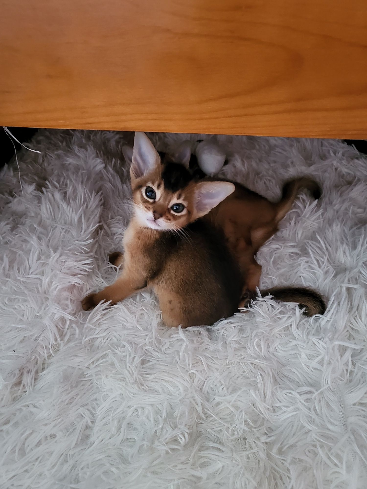 Kotka abisyńska mini-puma