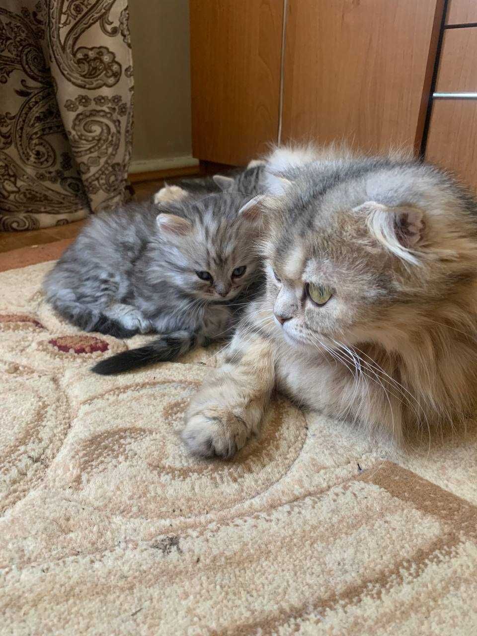 Кошенята scottish tabby fold