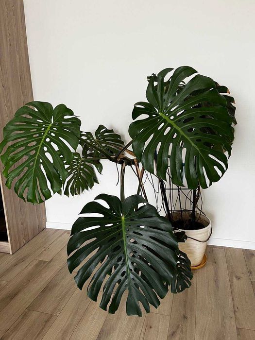 Вазон Монстера -Рівне