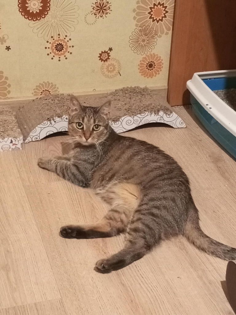 Koko mega przytulas kotka do adopcji!