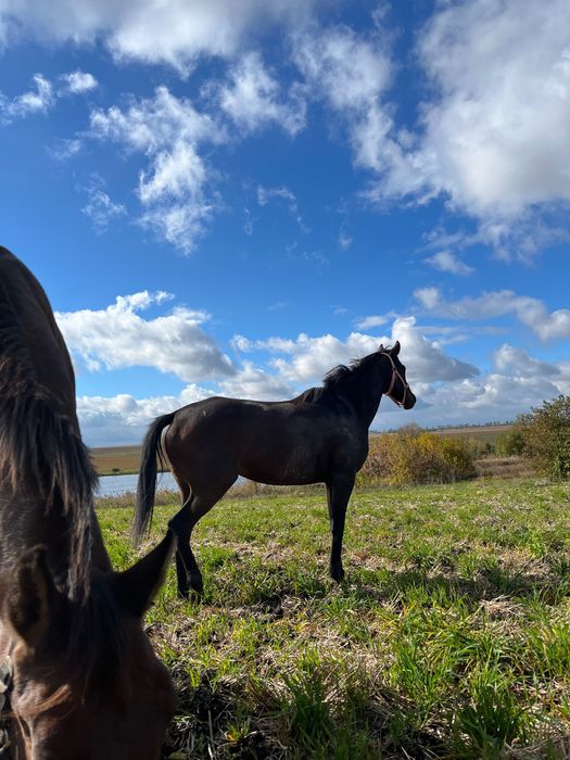 Чистокровна верхова кобила