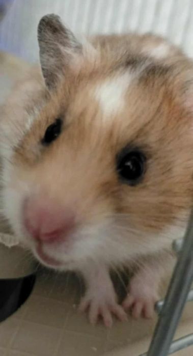 Oswojony chomik samiec