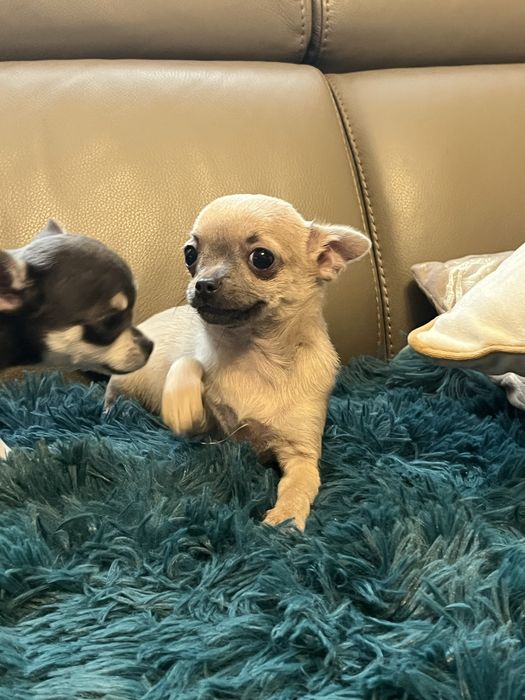 Chihuahua niebiesko podpalana suczka do odbioru