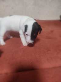 Parson Russell Terrier