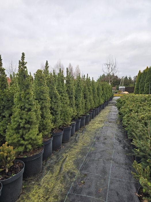 Живі різдвяні ялинки