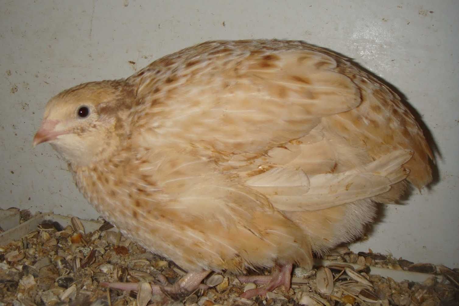 Ovos de codorniz